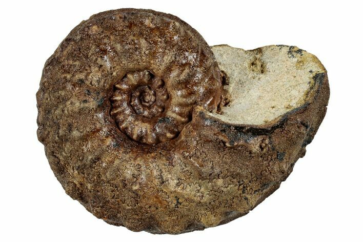 Cretaceous Ammonite (Schloenbachia) Fossil - Kazakhstan #262538